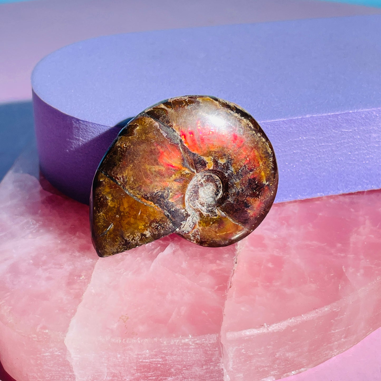 Flashy Ammonite Fossil Shell Small Specimen (Video)