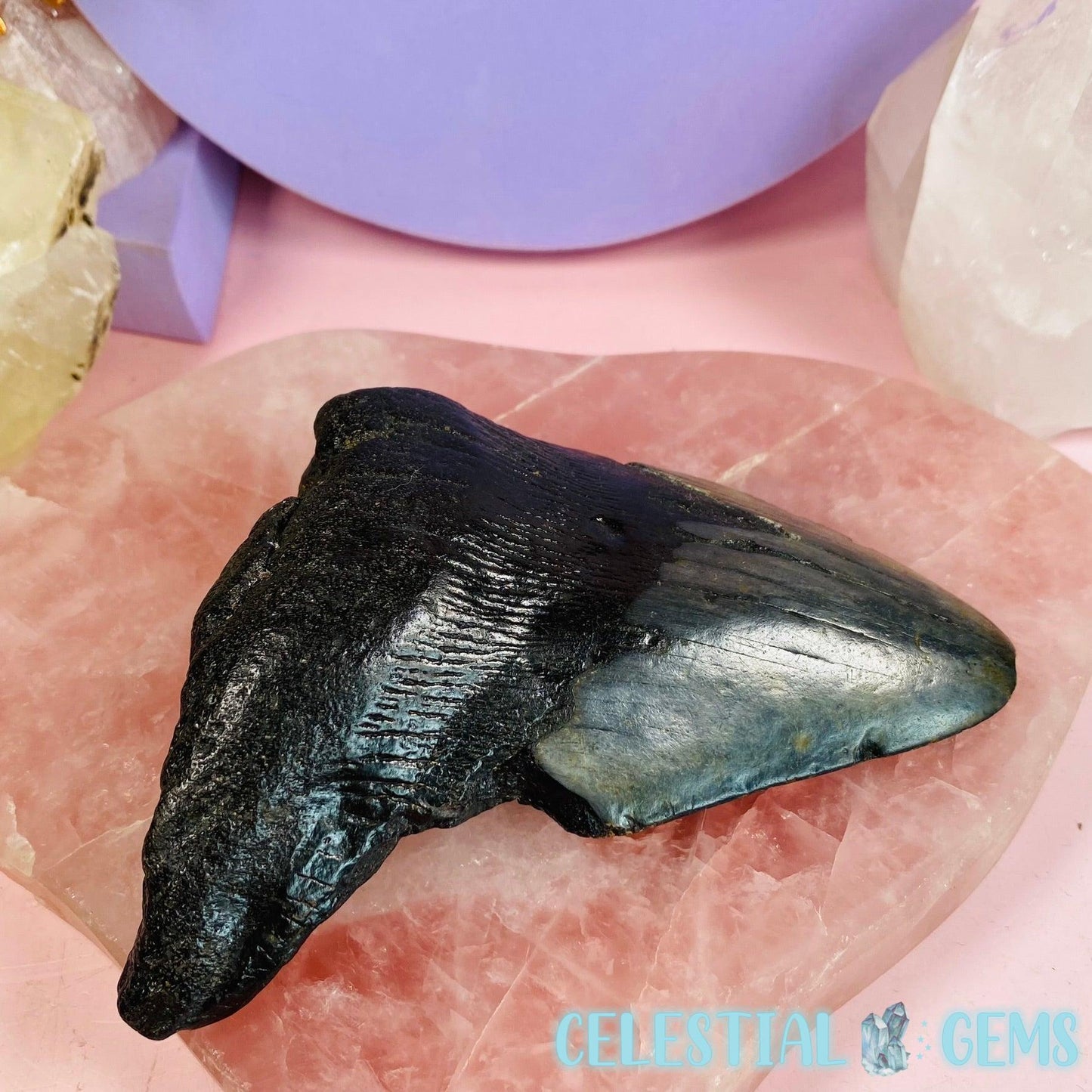 Megalodon Shark Fossilised Tooth (Medium)