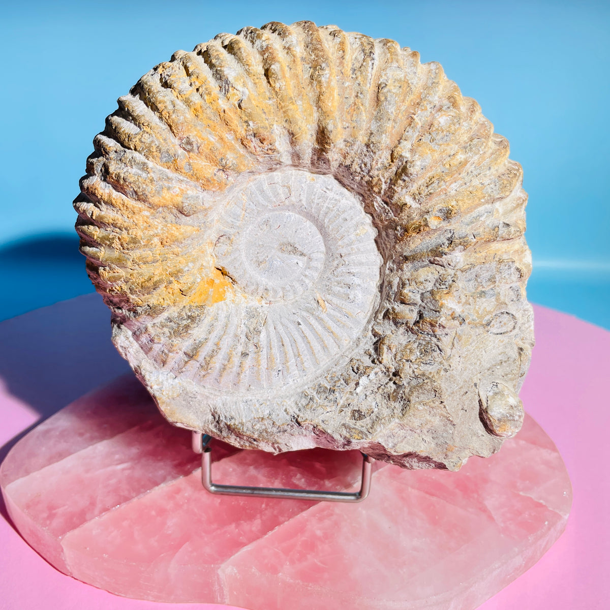 Agadir Ammonite Large Fossil Shell