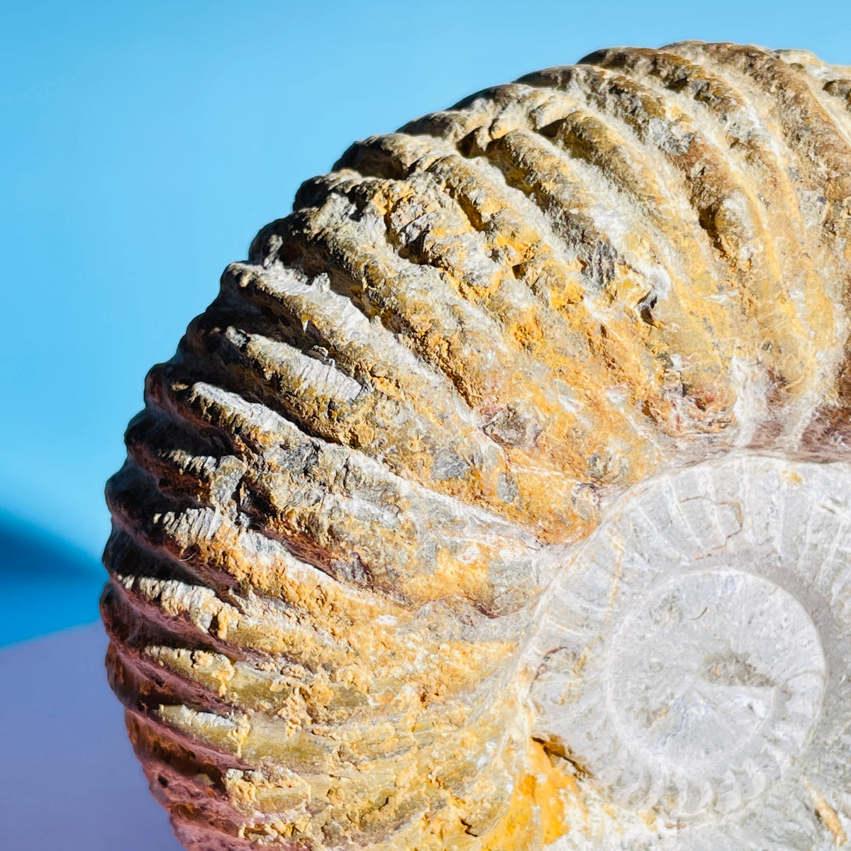 Agadir Ammonite Large Fossil Shell