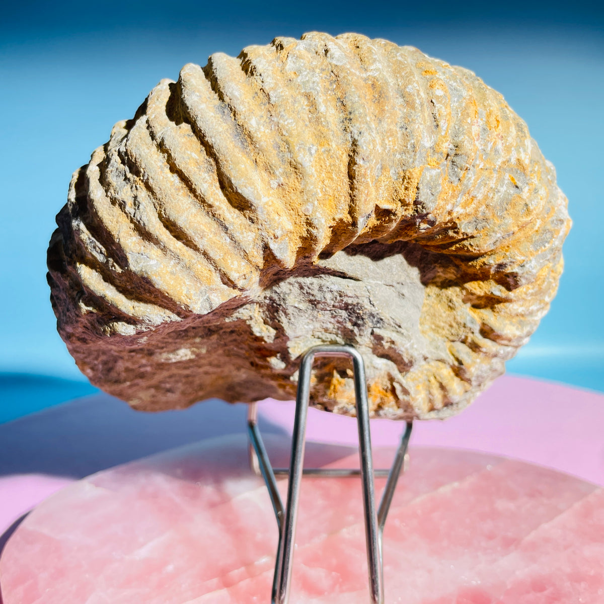 Agadir Ammonite Large Fossil Shell