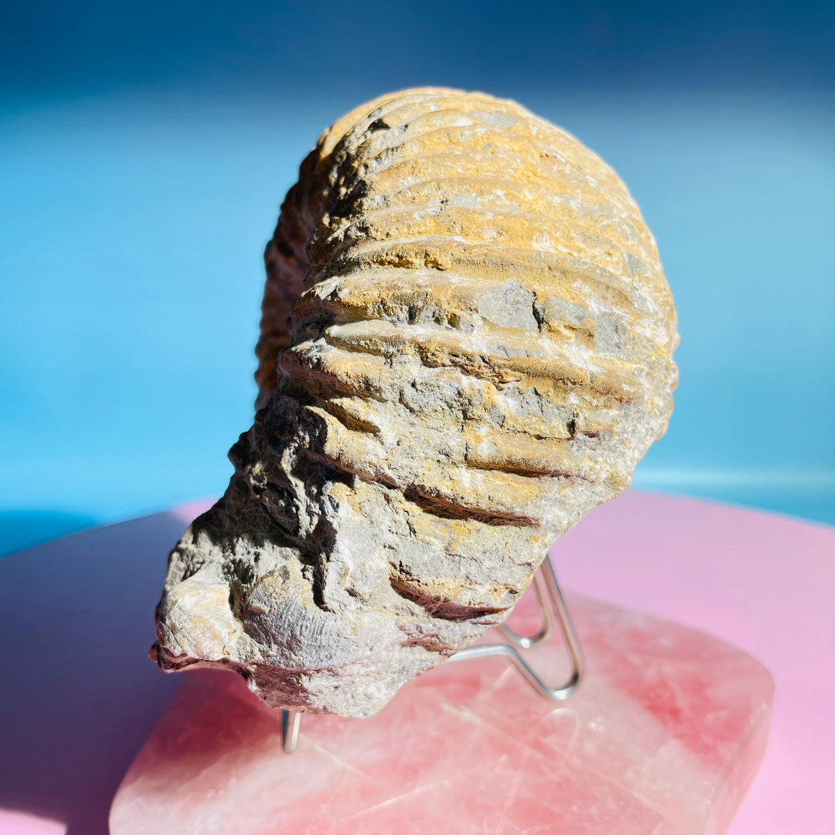 Agadir Ammonite Large Fossil Shell