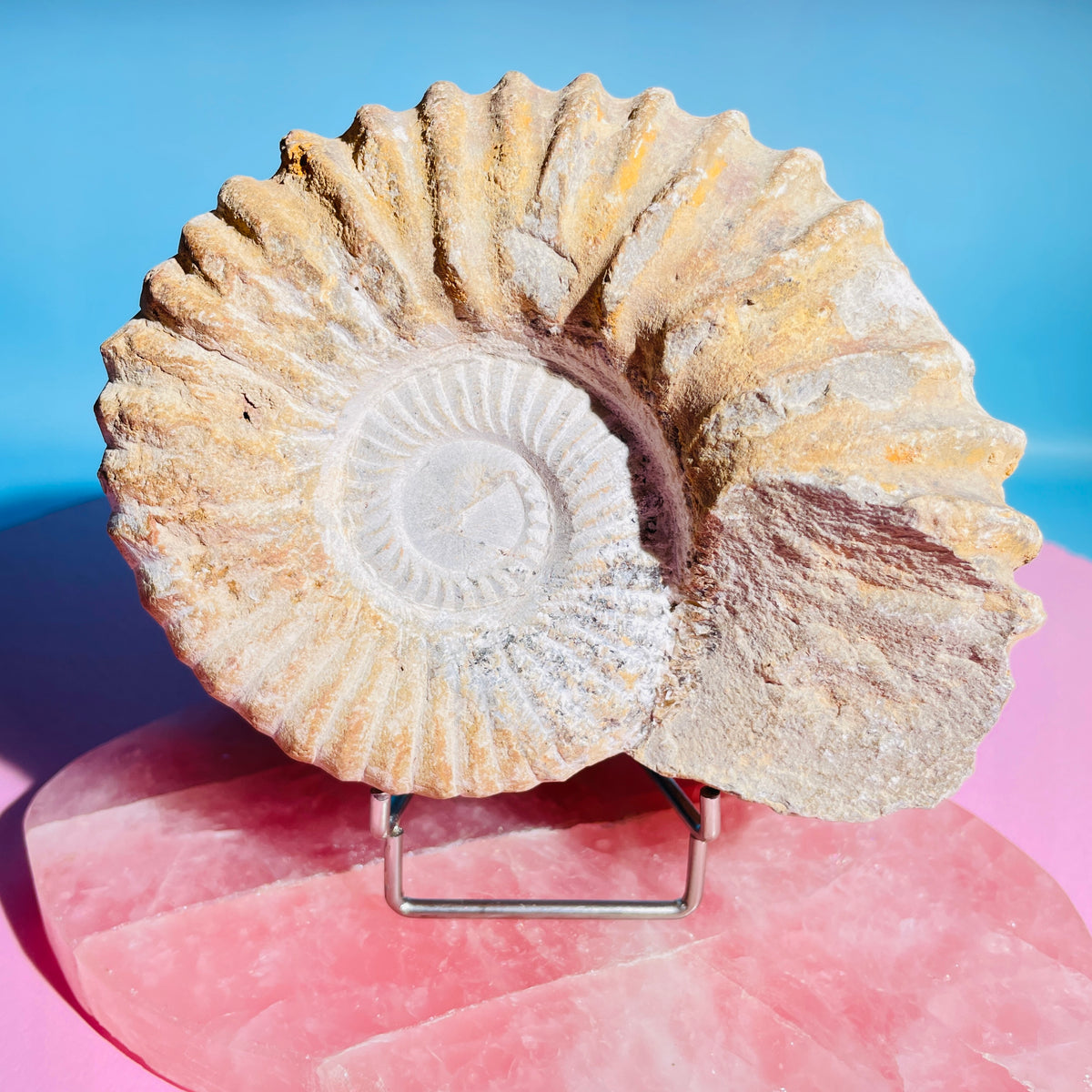 Agadir Ammonite Large Fossil Shell