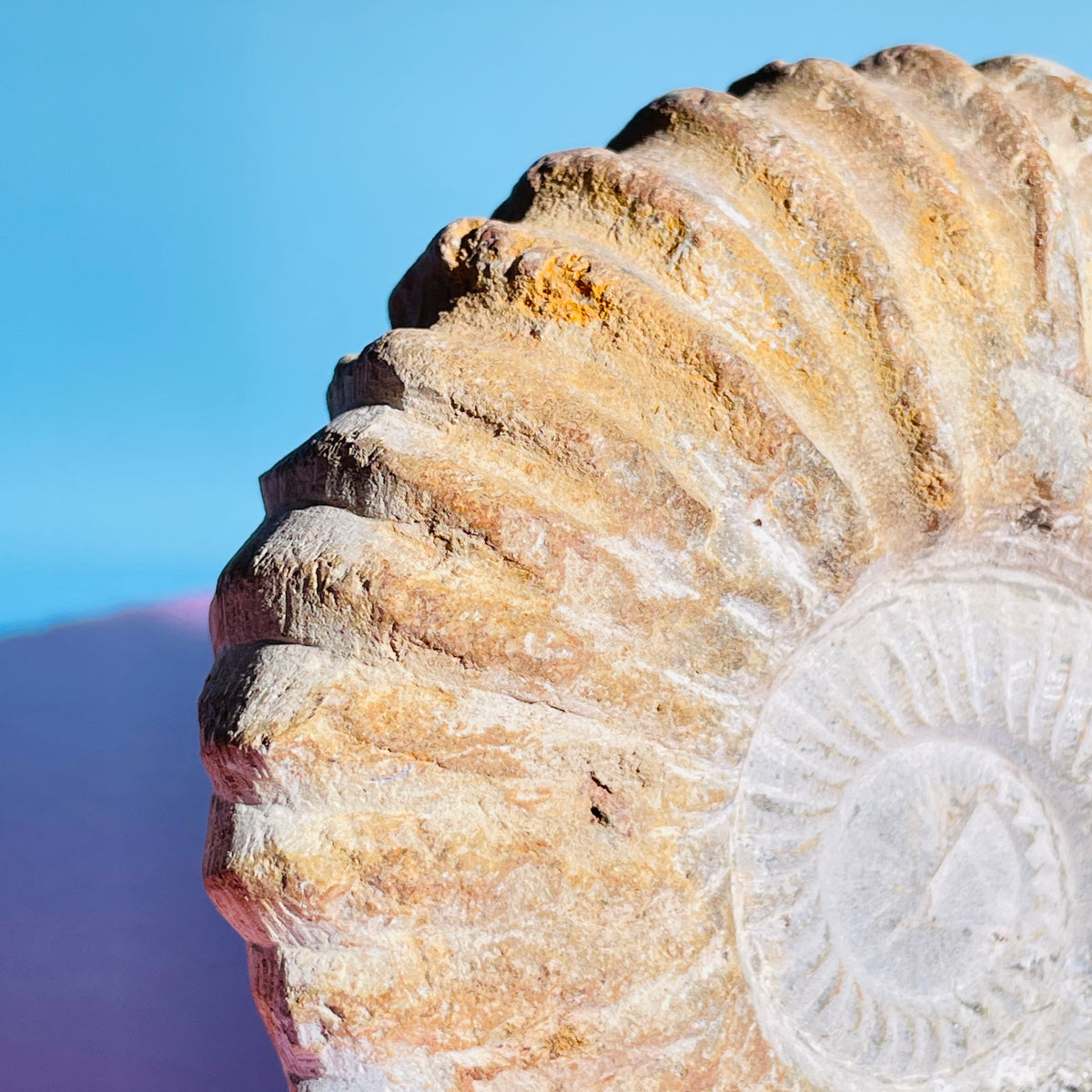 Agadir Ammonite Large Fossil Shell
