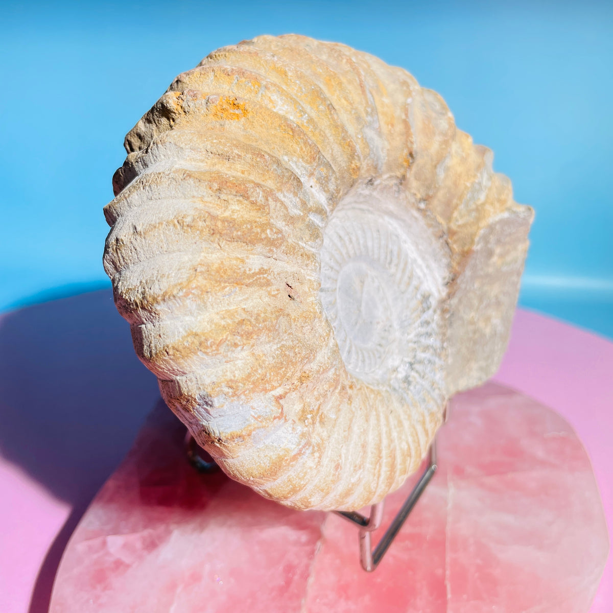Agadir Ammonite Large Fossil Shell