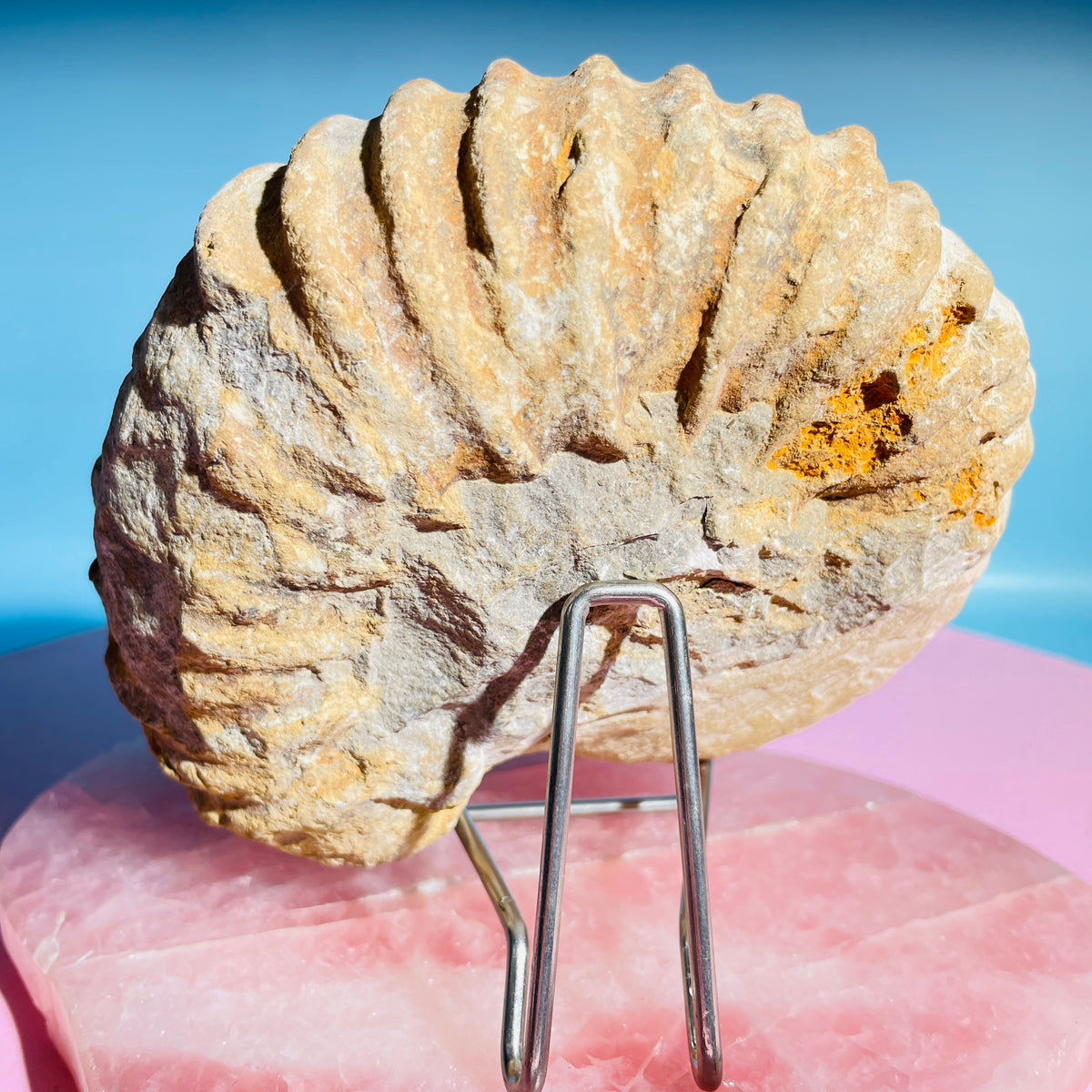 Agadir Ammonite Large Fossil Shell