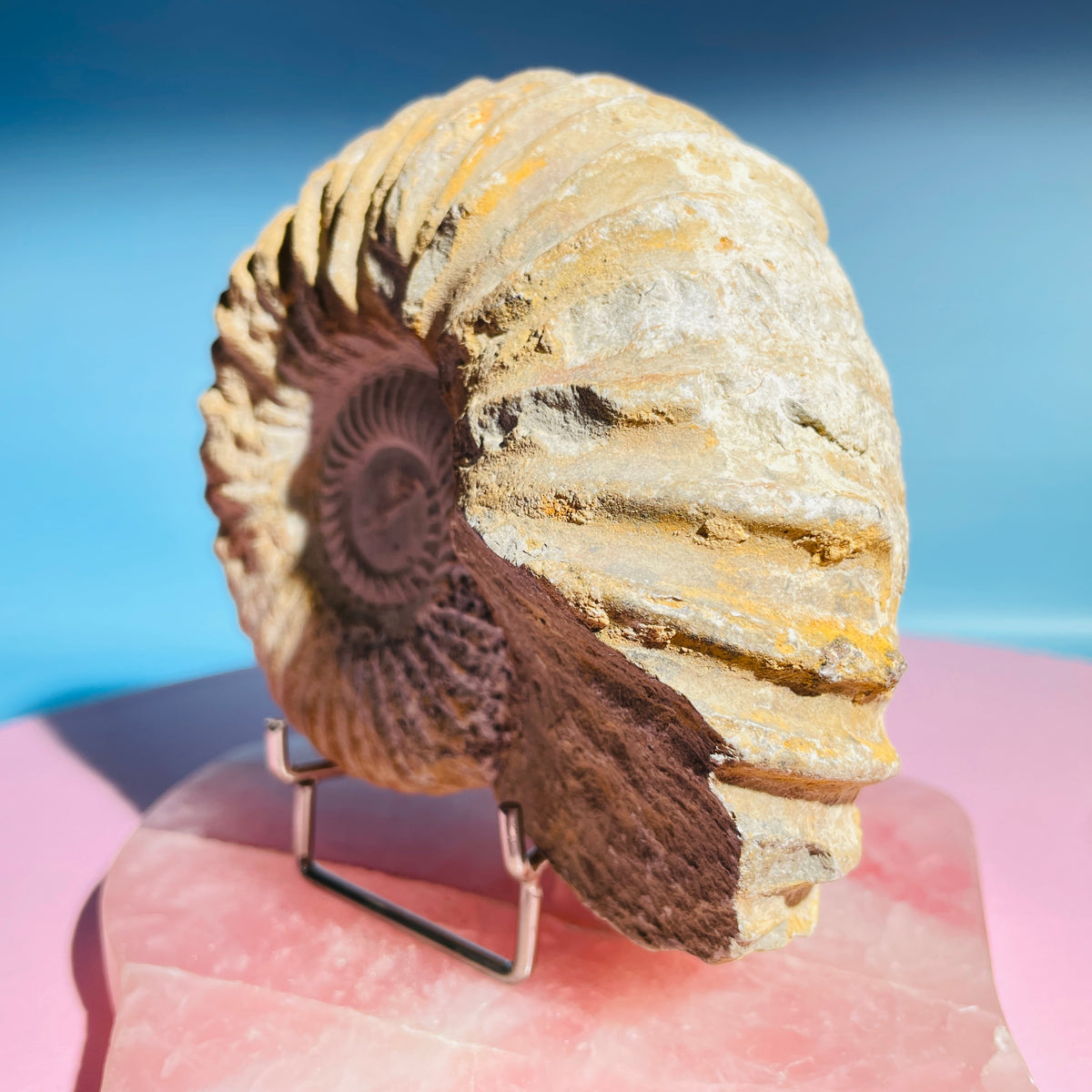 Agadir Ammonite Large Fossil Shell