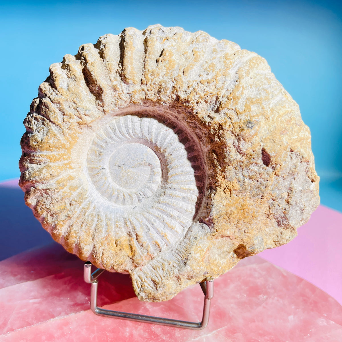 Agadir Ammonite Large Fossil Shell