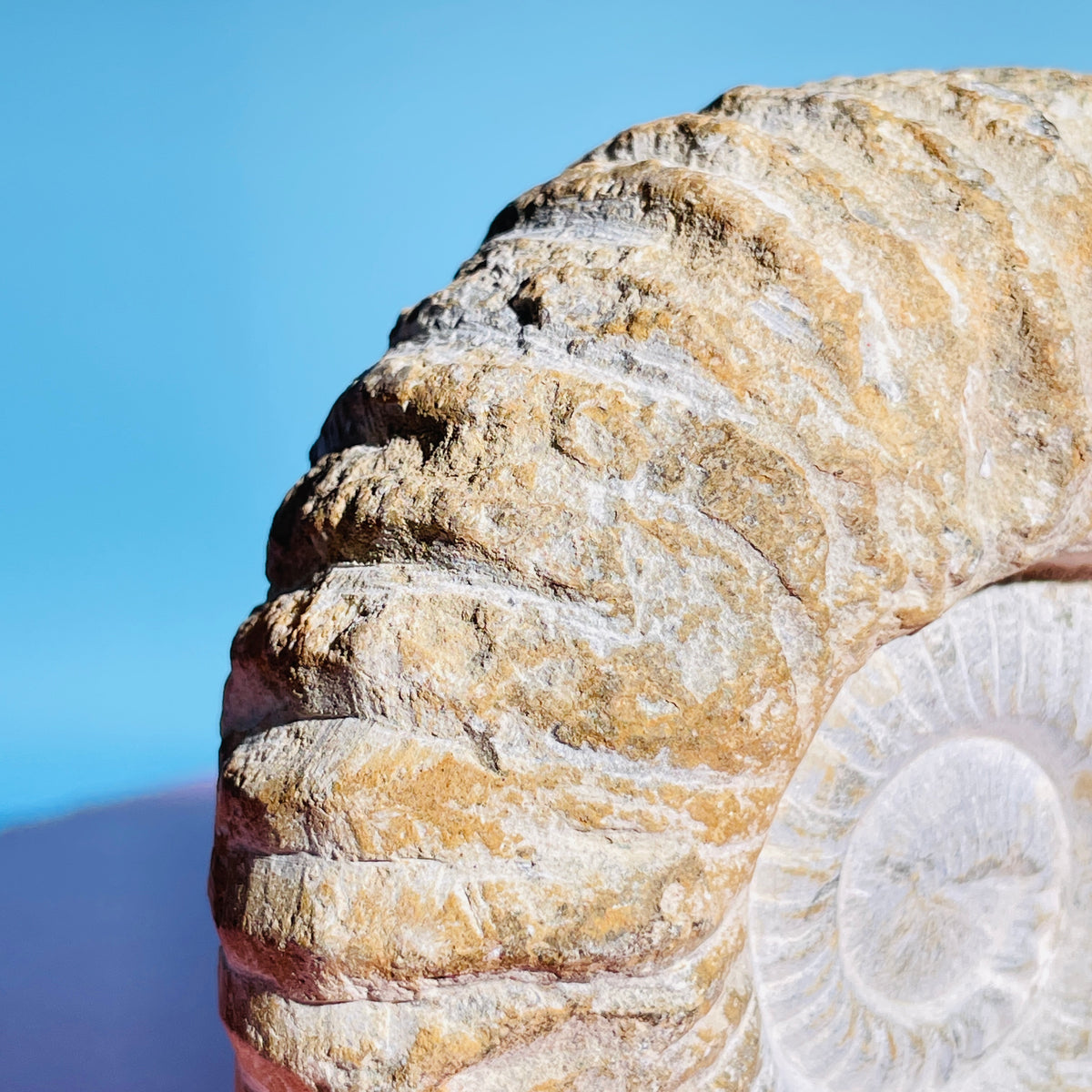 Agadir Ammonite Large Fossil Shell