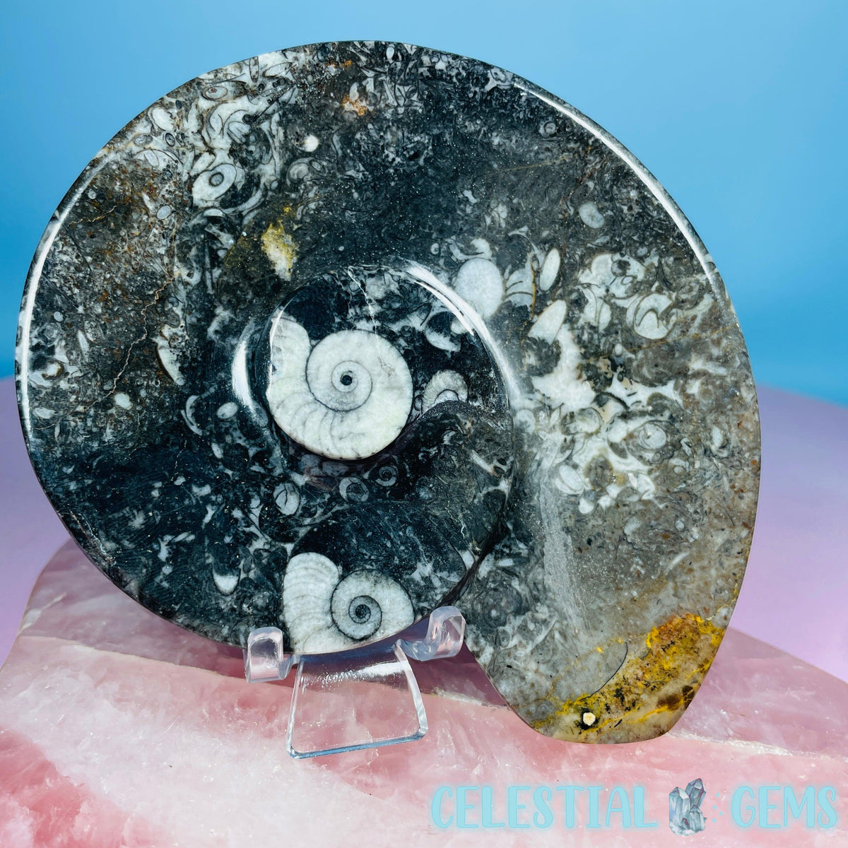 Ammonite Fossil Spiral Shell Bowl / Dish