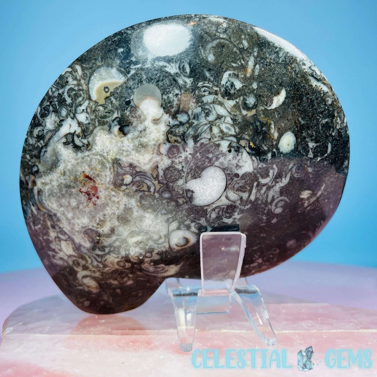 Ammonite Fossil Spiral Shell Bowl / Dish