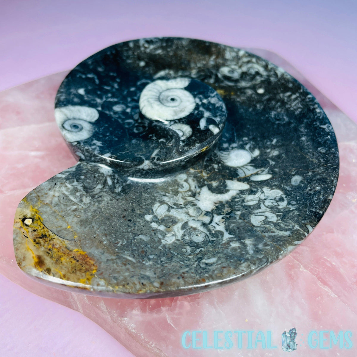 Ammonite Fossil Spiral Shell Bowl / Dish