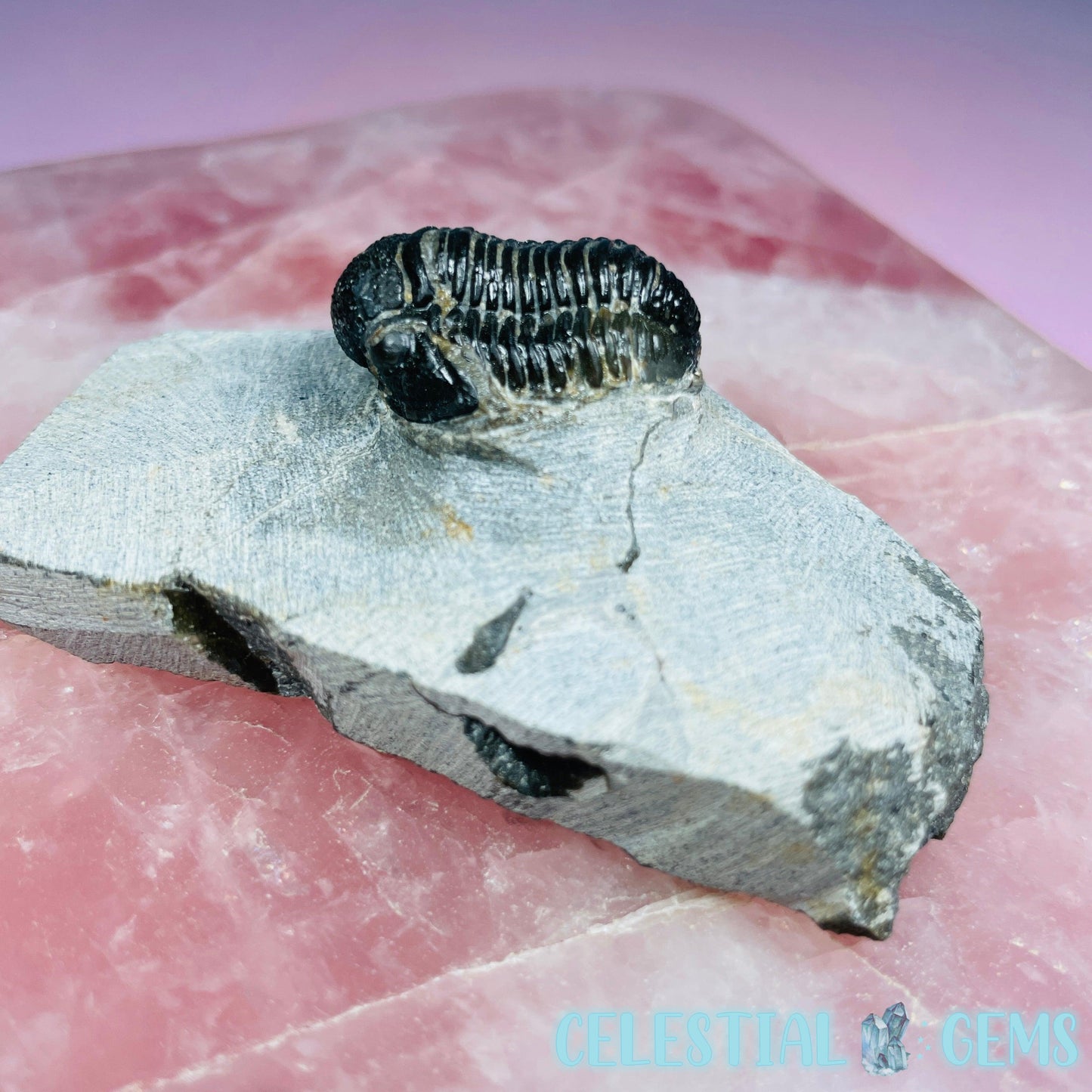 Reedops Trilobite Small Fossil