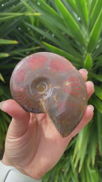 Polished Ammonite Fossil Medium Specimen (Amazing Flash!) Video B
