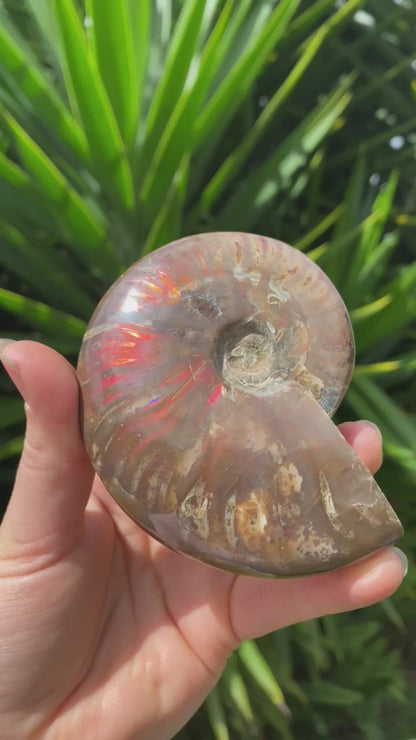 Polished Ammonite Fossil Medium Specimen (Amazing Flash!) Video C