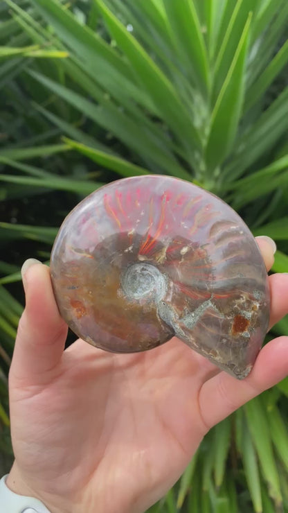 Polished Ammonite Fossil Medium Specimen (Amazing Flash!) Video A