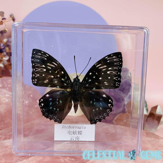'Dichorragia' Butterfly Specimen in Frame