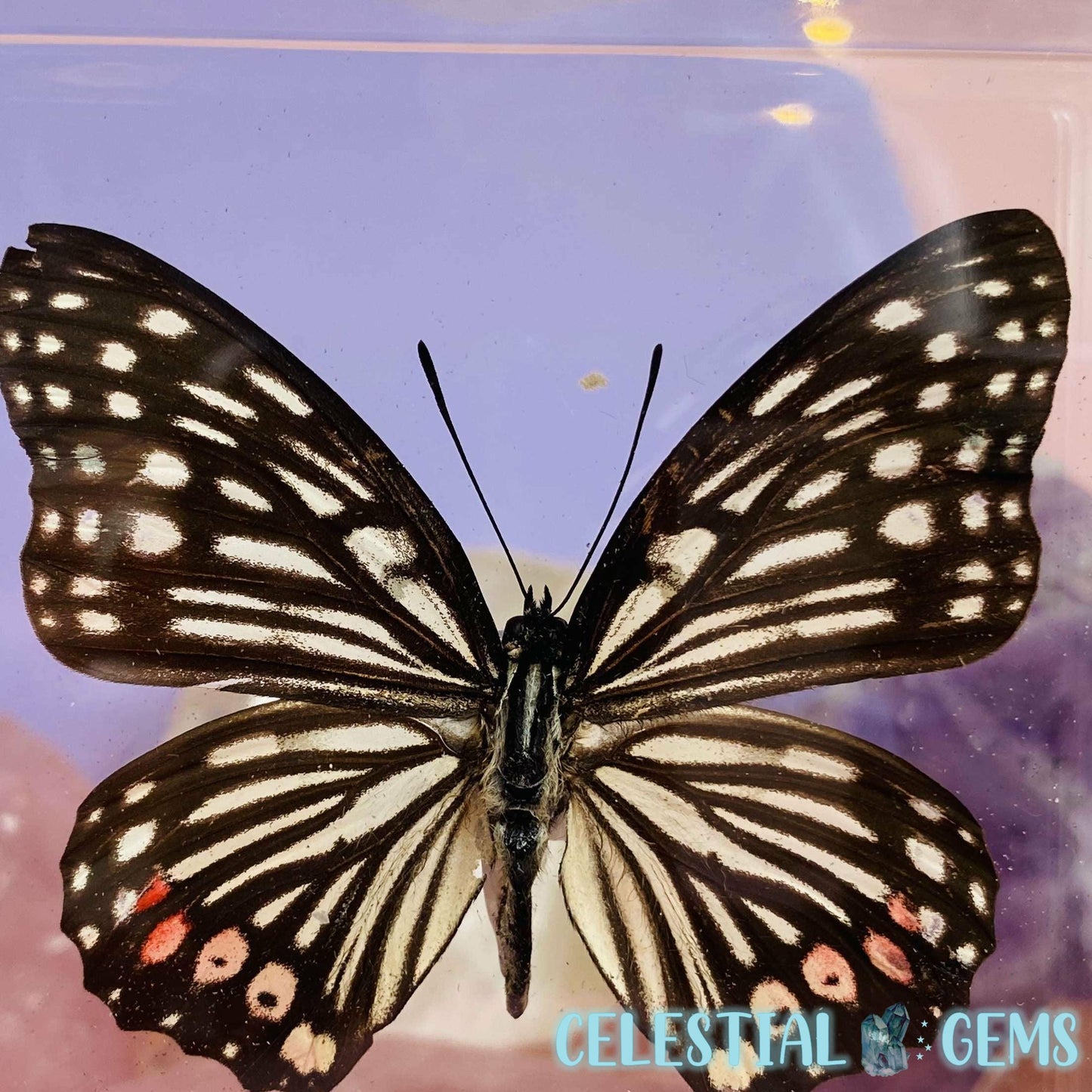 'Hestina Assimilis' Butterfly Specimen in Frame