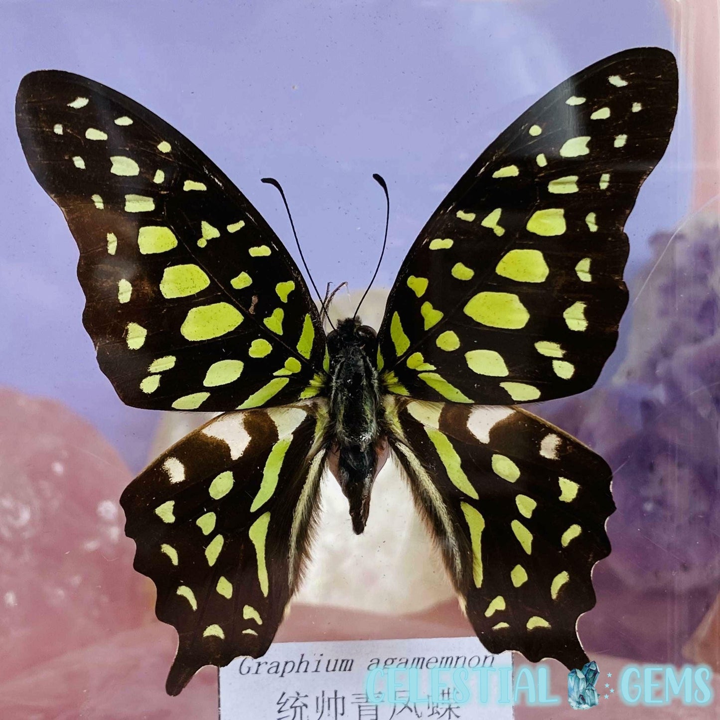 'Graphium Agamemnon' Butterfly Specimen in Frame