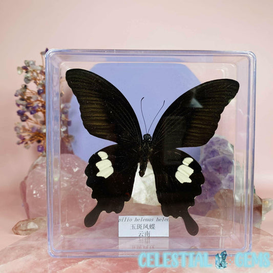 'Papilio Helenus Helenus' Large Butterfly Specimen in Frame