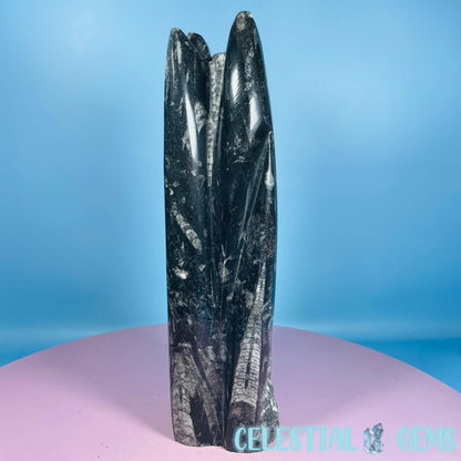 Orthoceras Fossil Shell Large Standing Sculpture