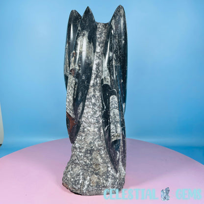 Orthoceras Fossil Shell Large Standing Sculpture