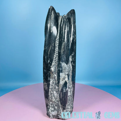 Orthoceras Fossil Shell Large Standing Sculpture