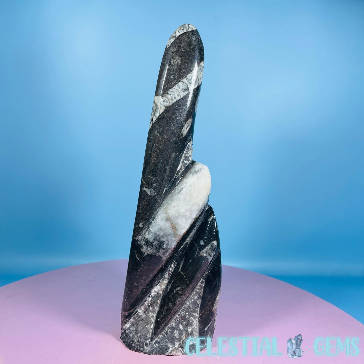 Orthoceras Fossil Shell Large Standing Sculpture