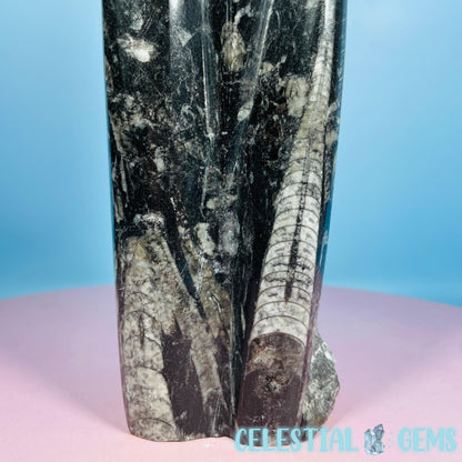 Orthoceras Fossil Shell Large Standing Sculpture