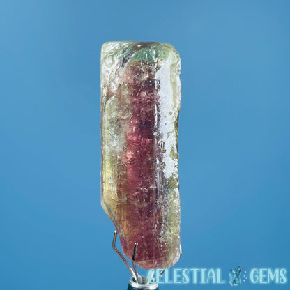 Watermelon Tourmaline Whole Crystal Small Specimen in Display Frame