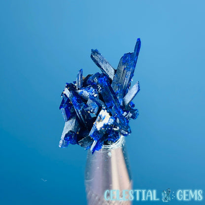 Grade A Gem Azurite Crystalline Cluster Mini Specimen (Video)