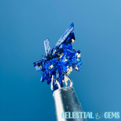 Grade A Gem Azurite Crystalline Cluster Mini Specimen (Video)