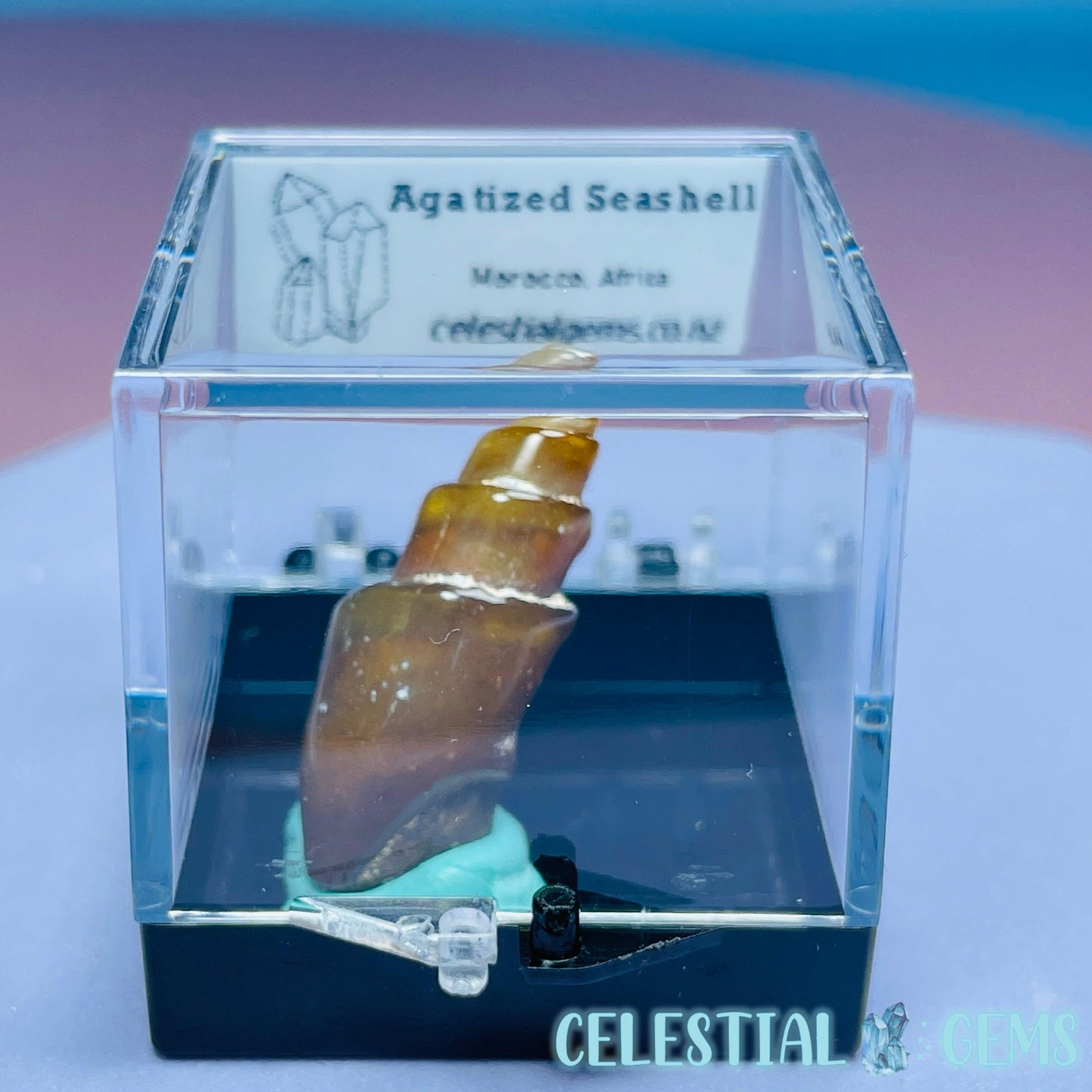 Agatized Fossil Seashell Mini Specimen in Box