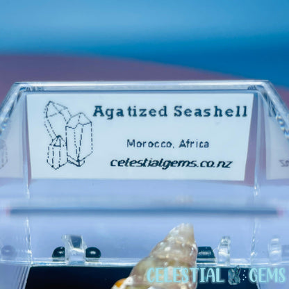 Agatized Fossil Seashell Mini Specimen in Box