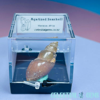 Agatized Fossil Seashell Mini Specimen in Box