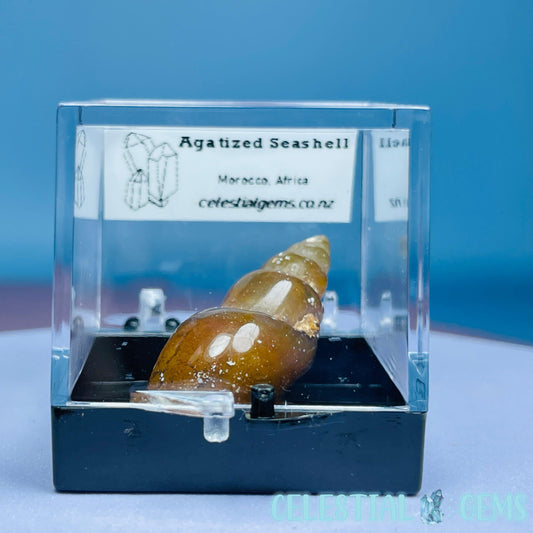 Agatized Fossil Seashell Mini Specimen in Box