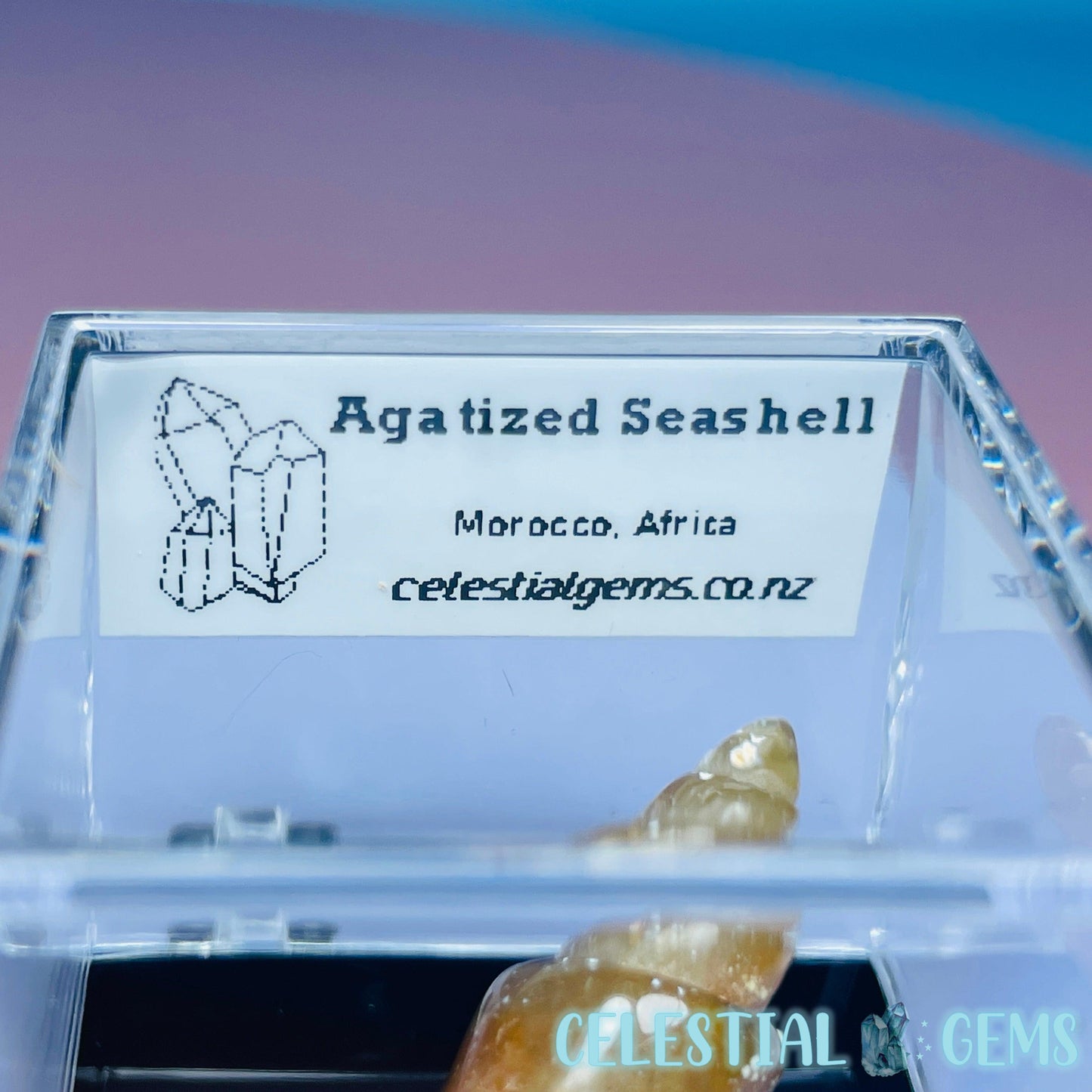 Agatized Fossil Seashell Mini Specimen in Box