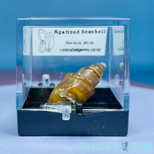 Agatized Fossil Seashell Mini Specimen in Box