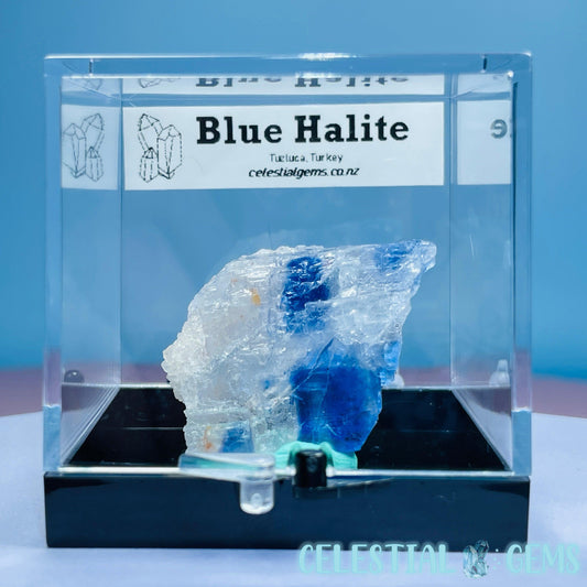 Rare Blue Halite Small Specimen in Box