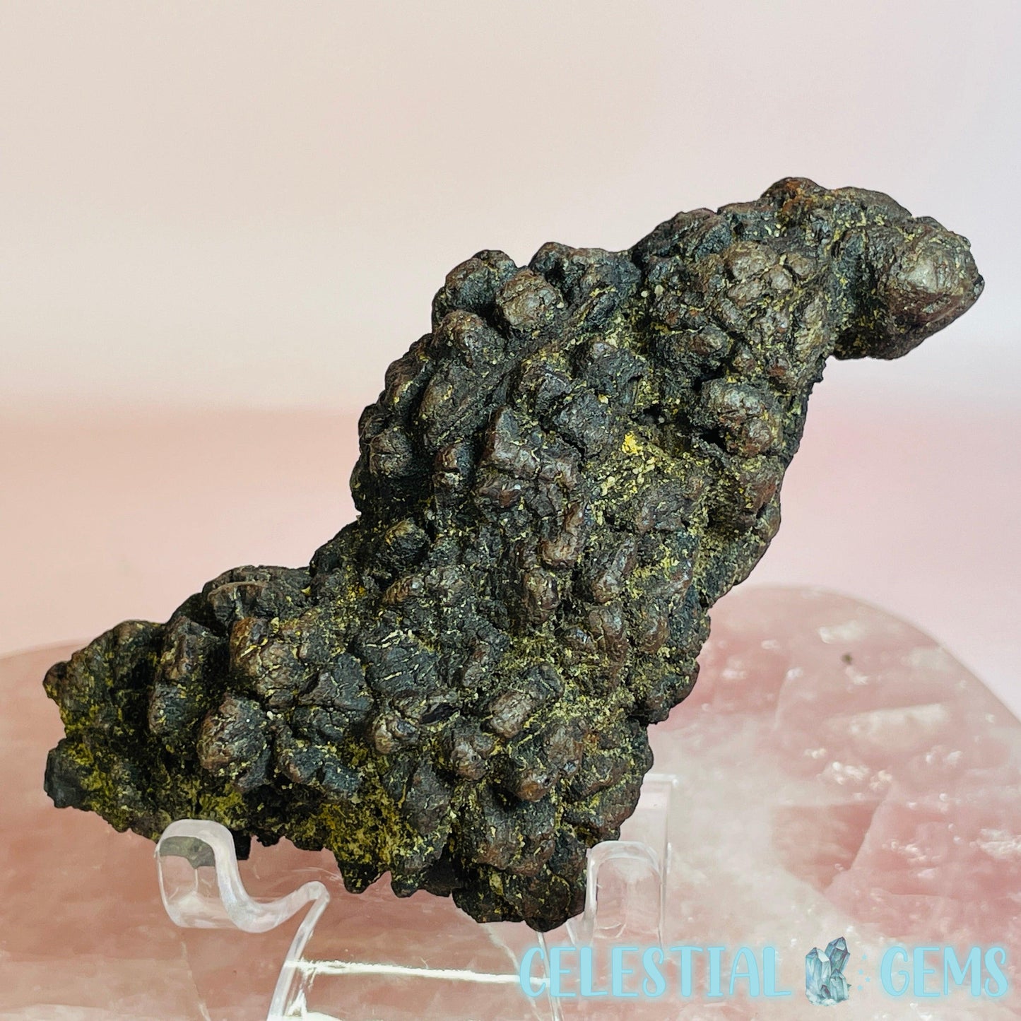 Coprolite Fossilised Poo Specimen (60MYO Giant Madagascan Turtle)