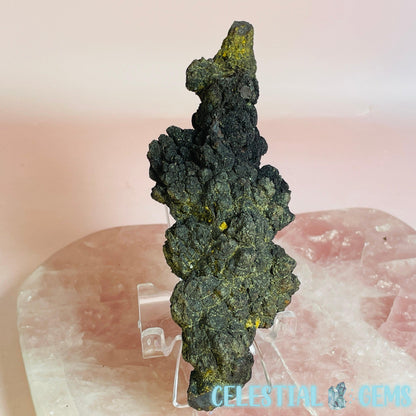 Coprolite Fossilised Poo Specimen (60MYO Giant Madagascan Turtle)