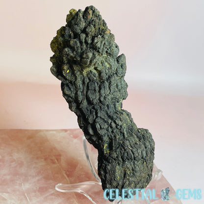 Coprolite Fossilised Poo Specimen (60MYO Giant Madagascan Turtle)