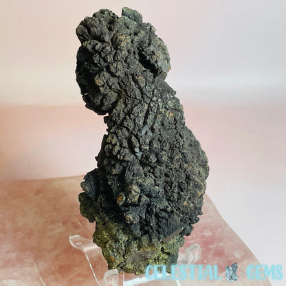 Coprolite Fossilised Poo Specimen (60MYO Giant Madagascan Turtle)