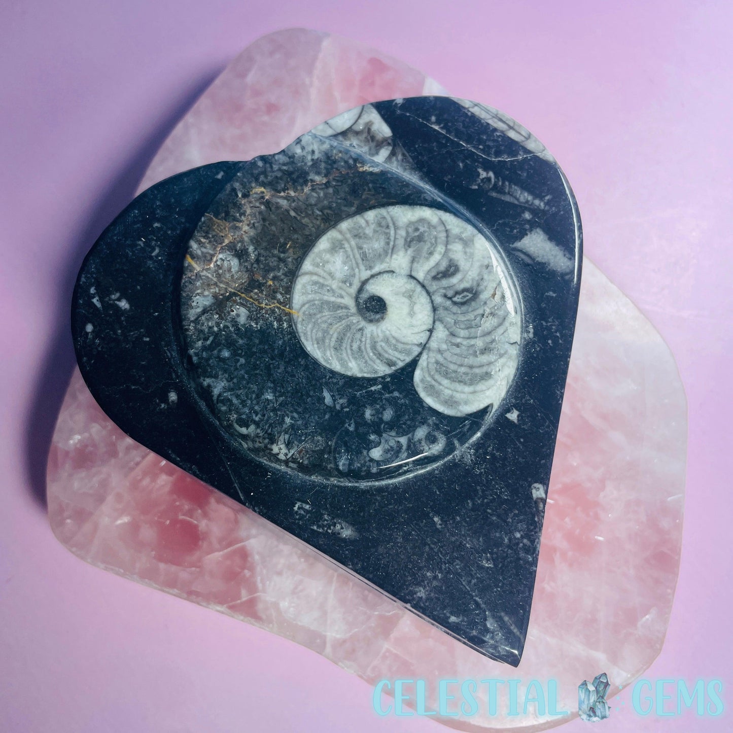 Ammonite Fossil Heart-Shaped Box with Lid