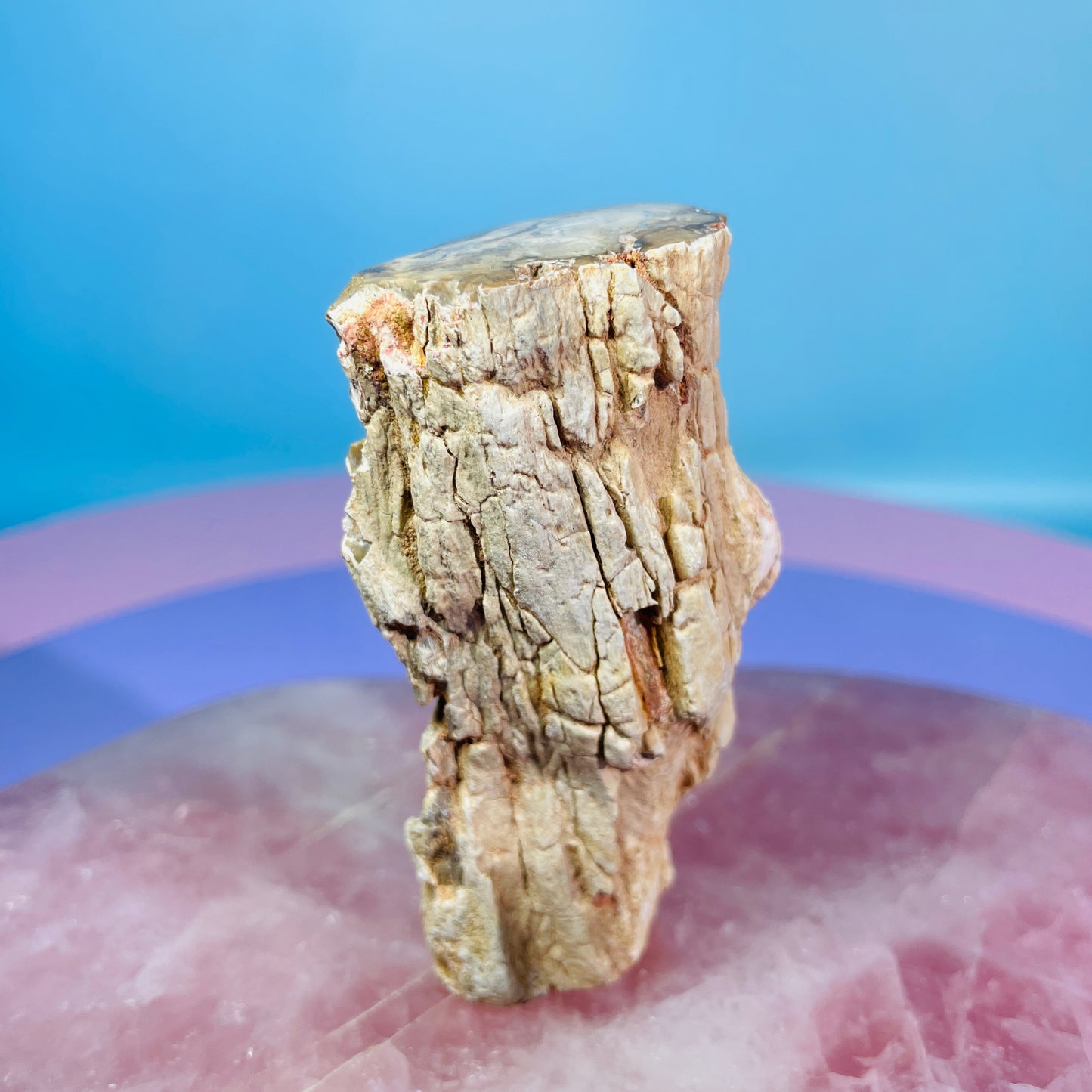 Petrified Wood Fossil Branch Small Specimen