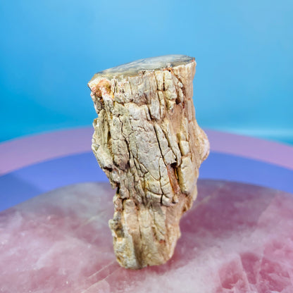 Petrified Wood Fossil Branch Small Specimen