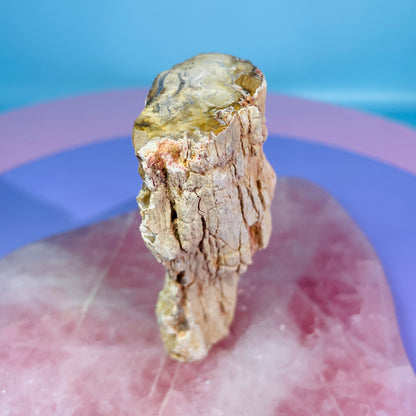 Petrified Wood Fossil Branch Small Specimen