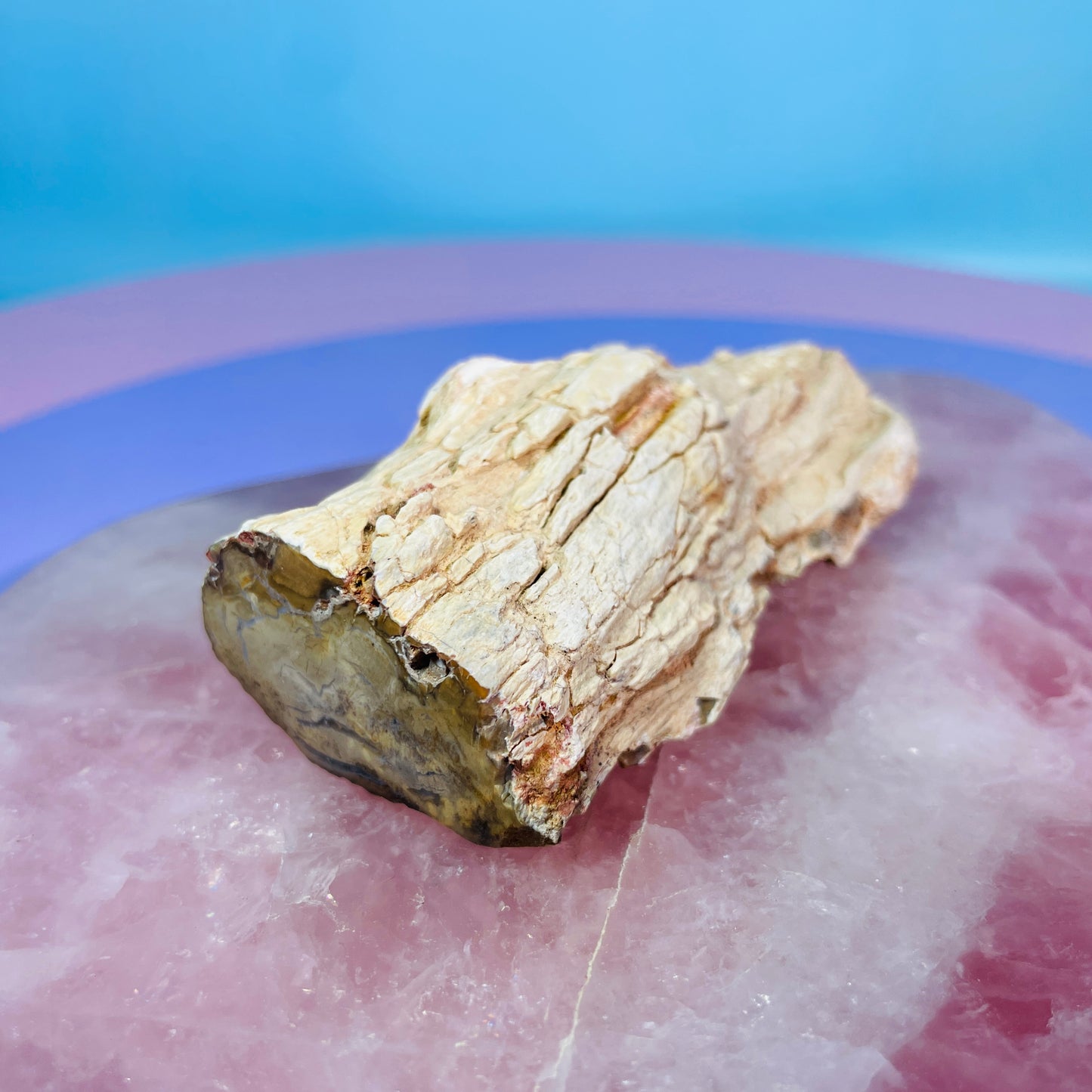 Petrified Wood Fossil Branch Small Specimen