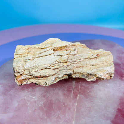 Petrified Wood Fossil Branch Small Specimen