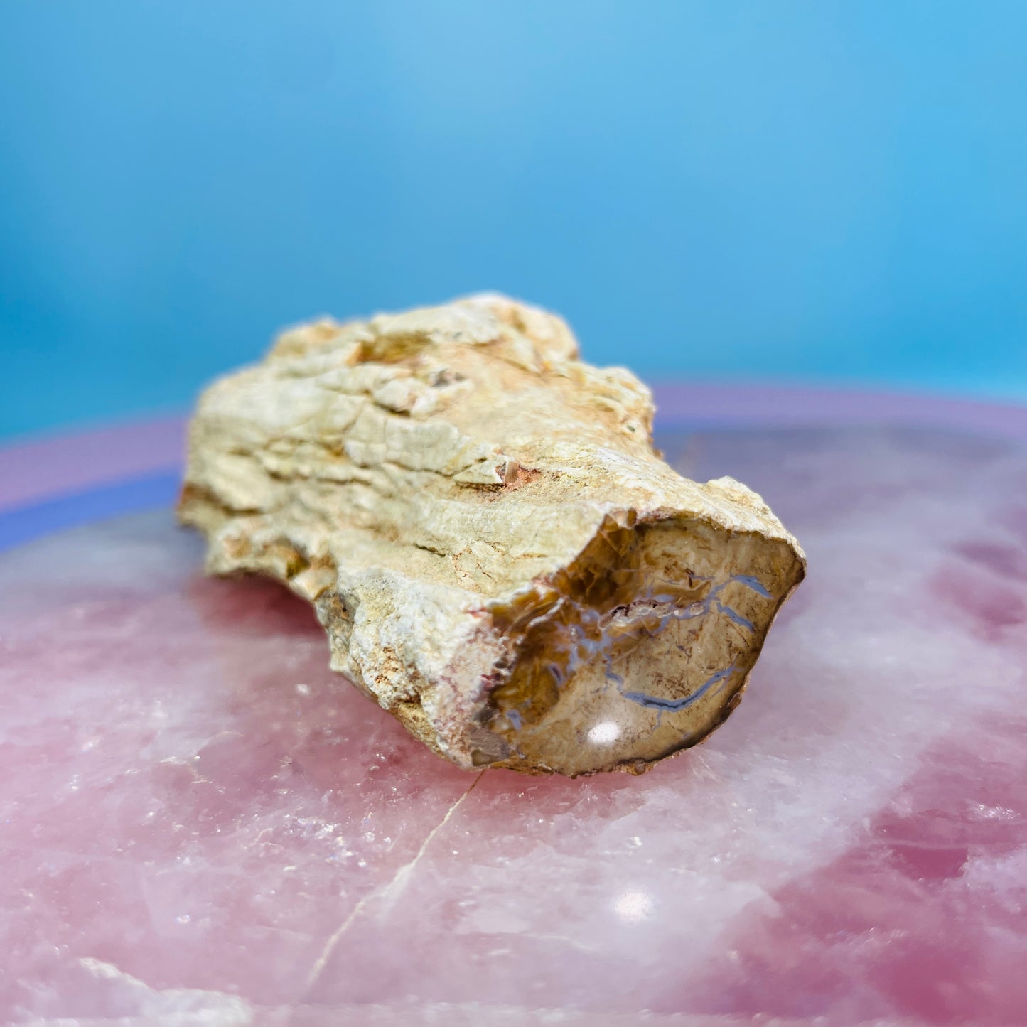Petrified Wood Fossil Branch Small Specimen